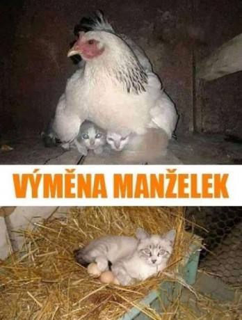 výměna
